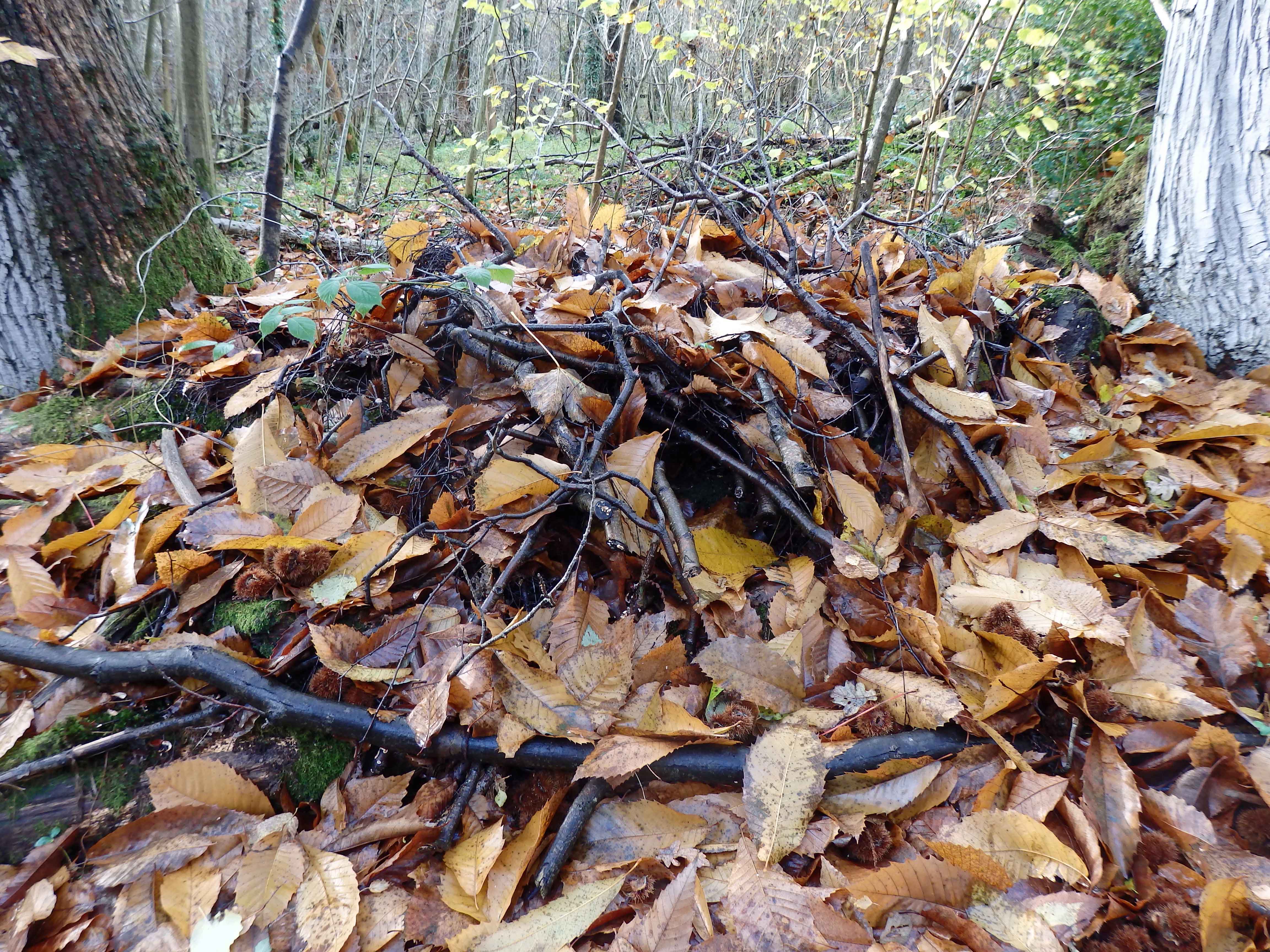 Twig and leaf pile