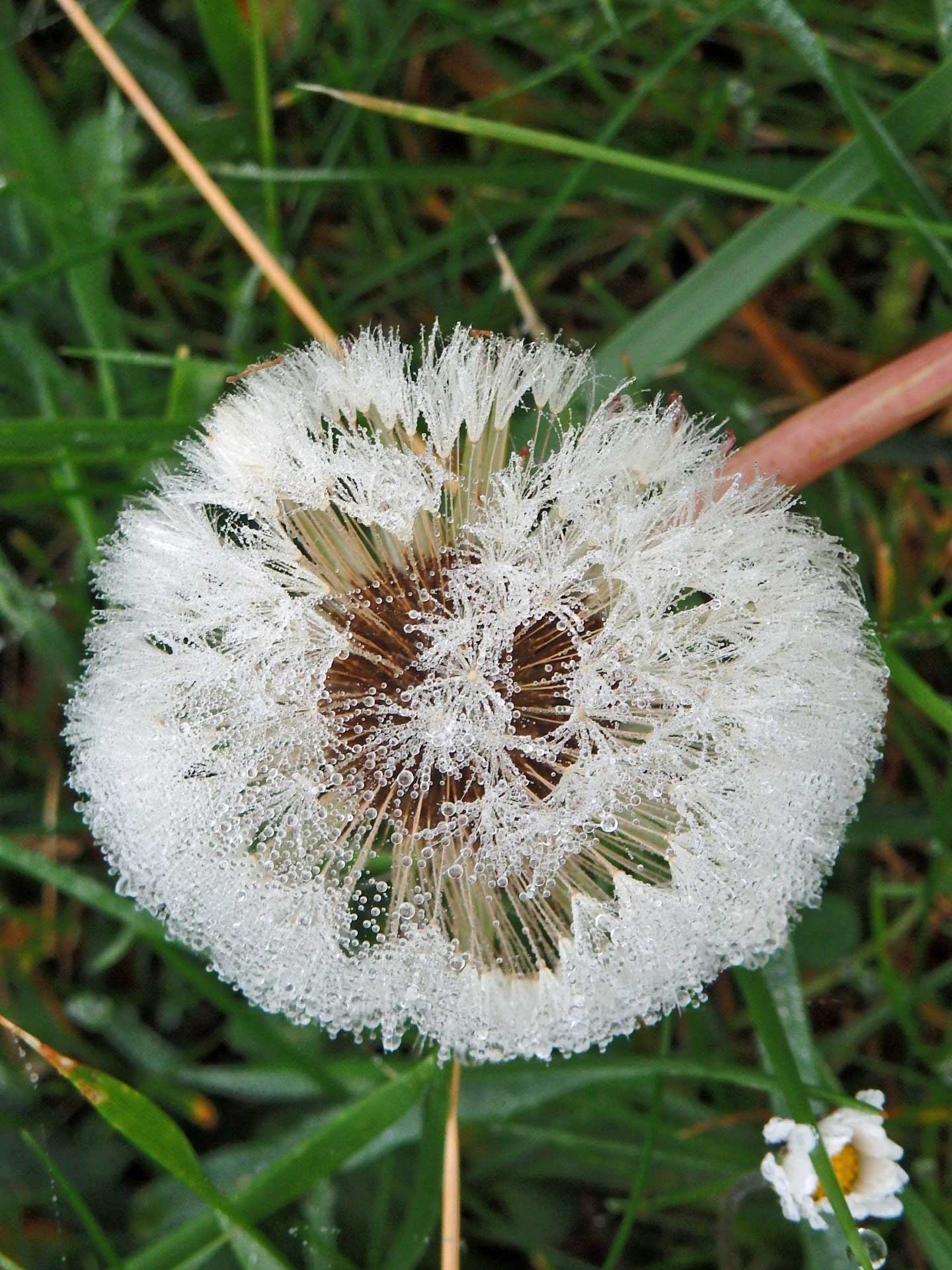 Dandelion seed heads