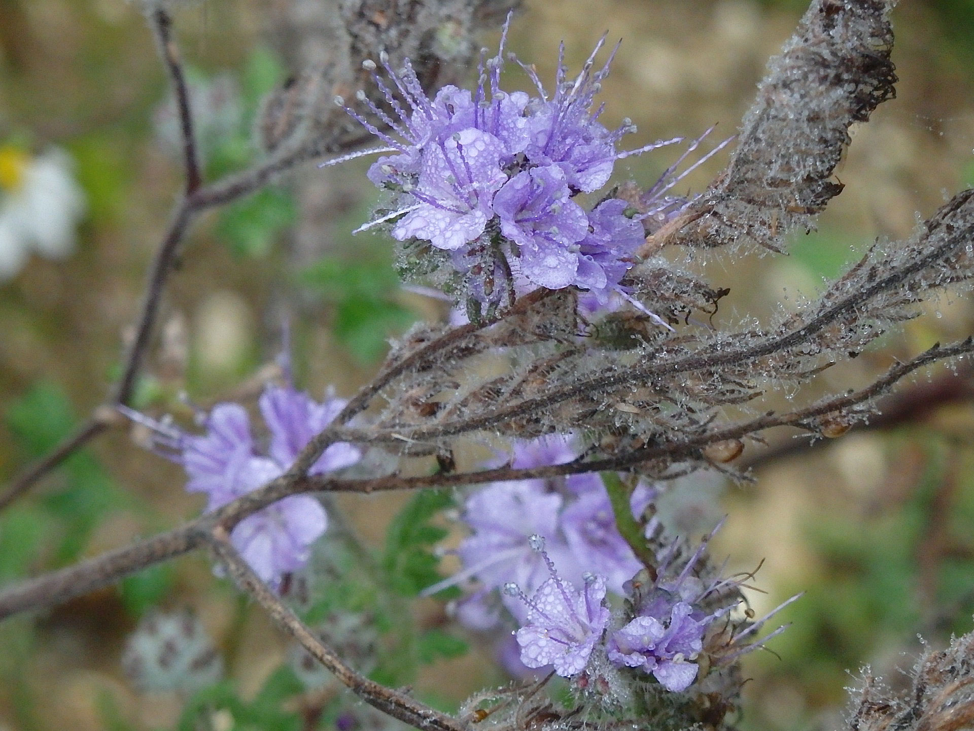 Blue flowers