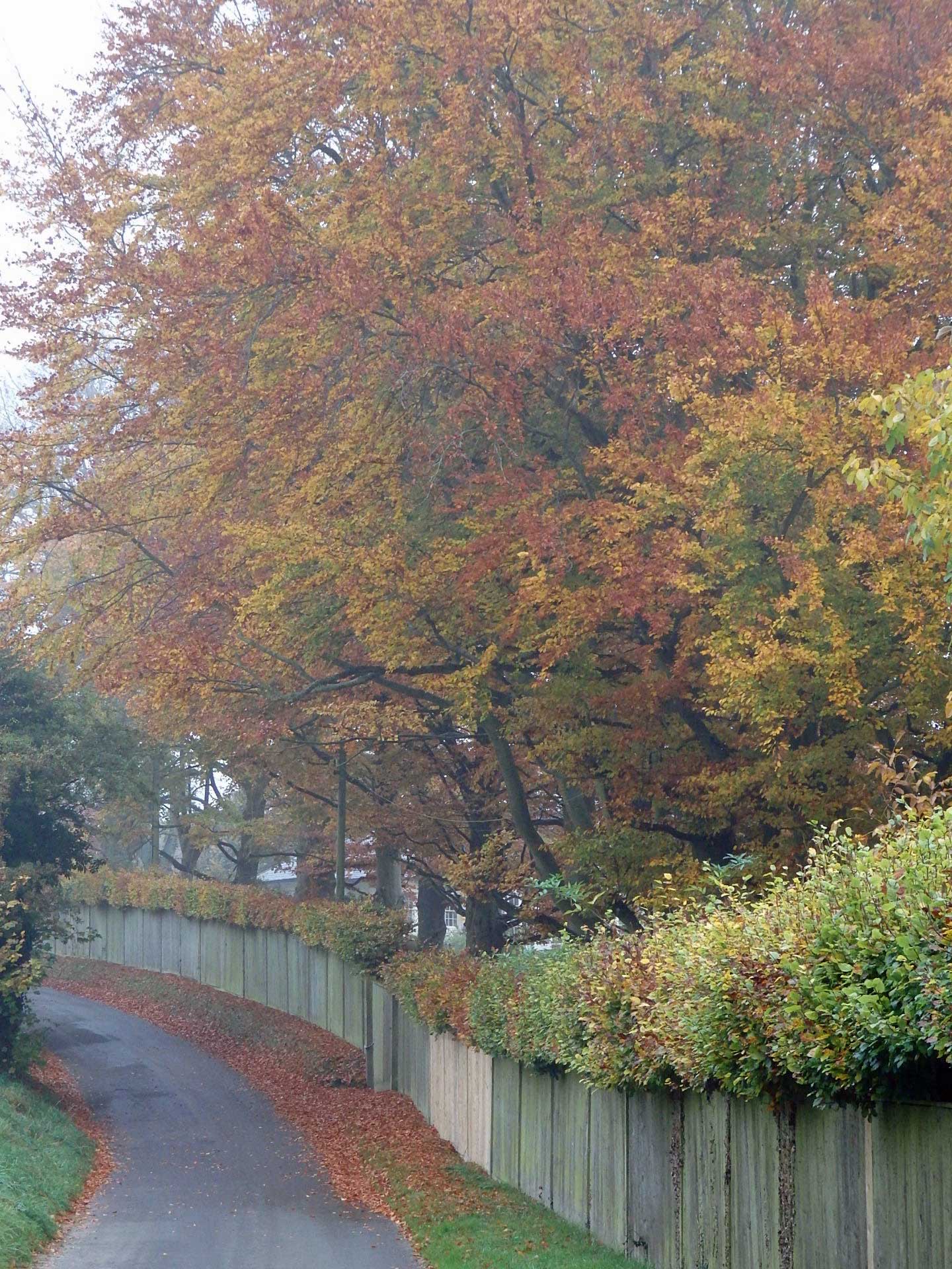 Yellow and gold beeches