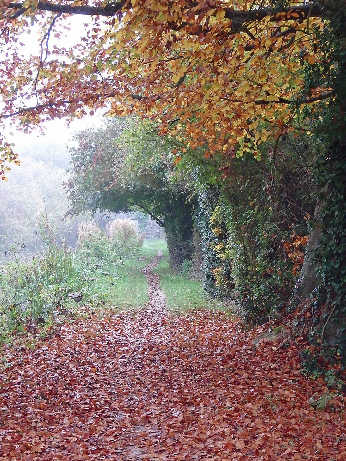 Golden leaves