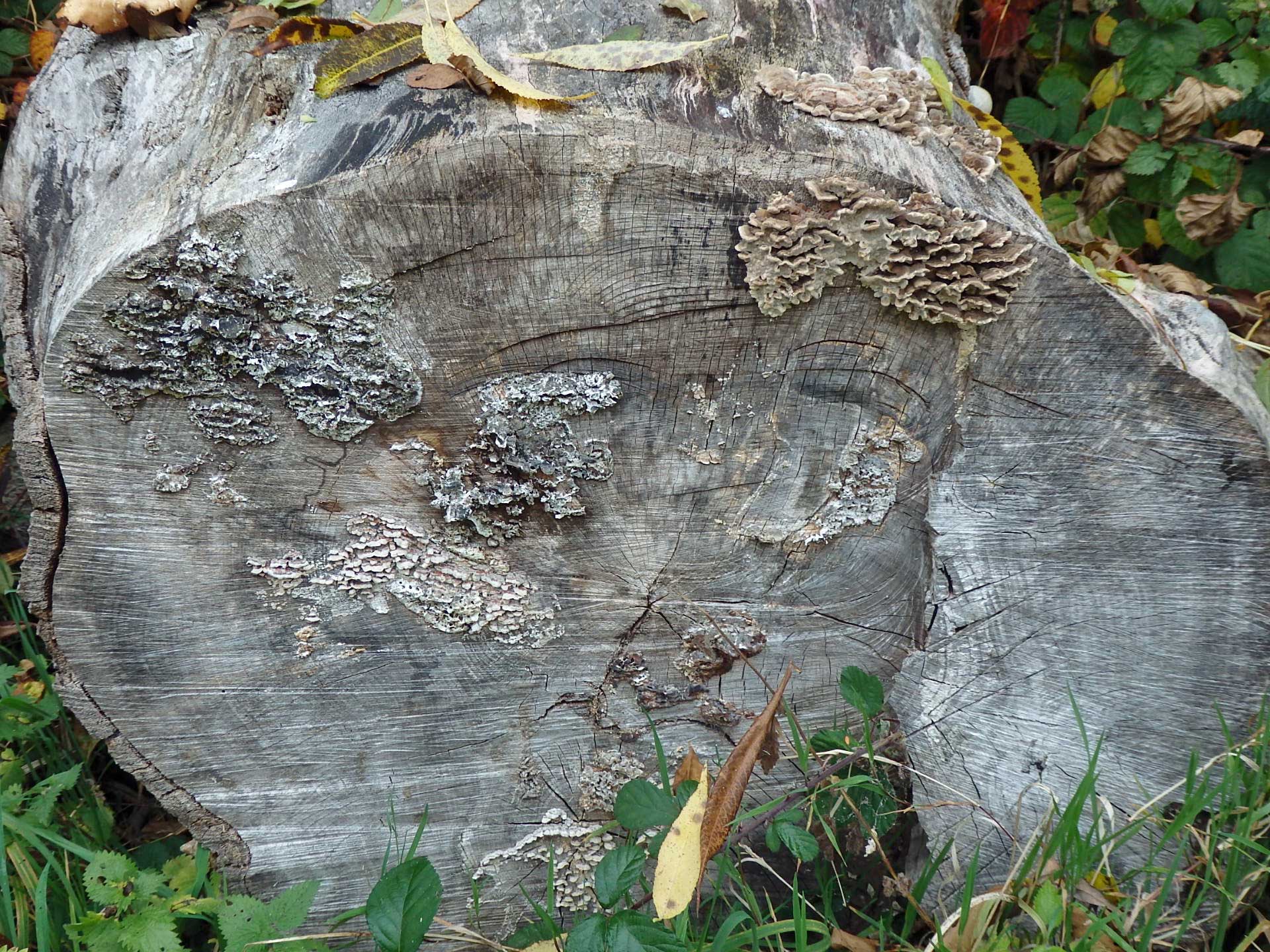 Silvery lichen