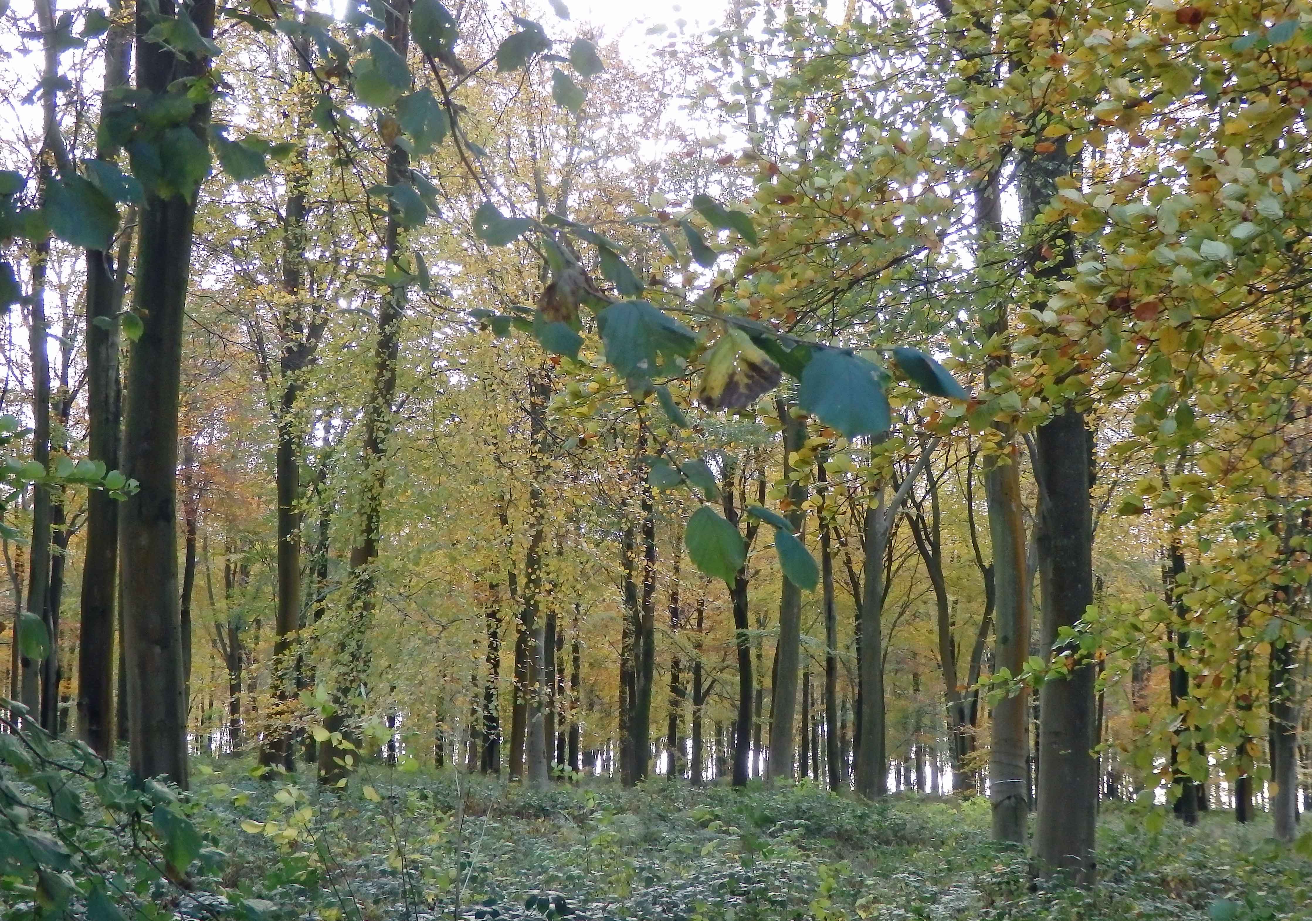 Beech coppice