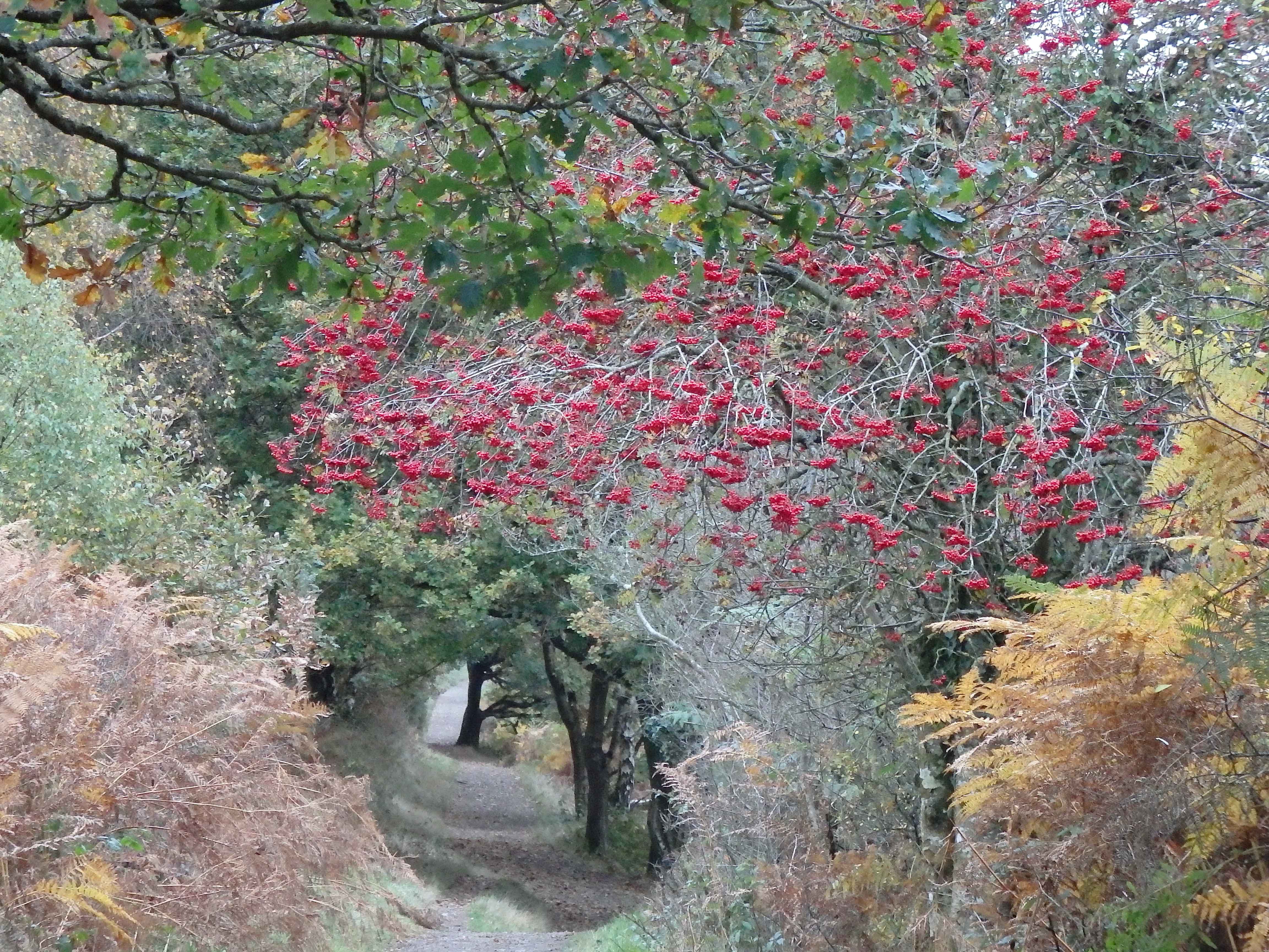 Teign gorge rowans 1