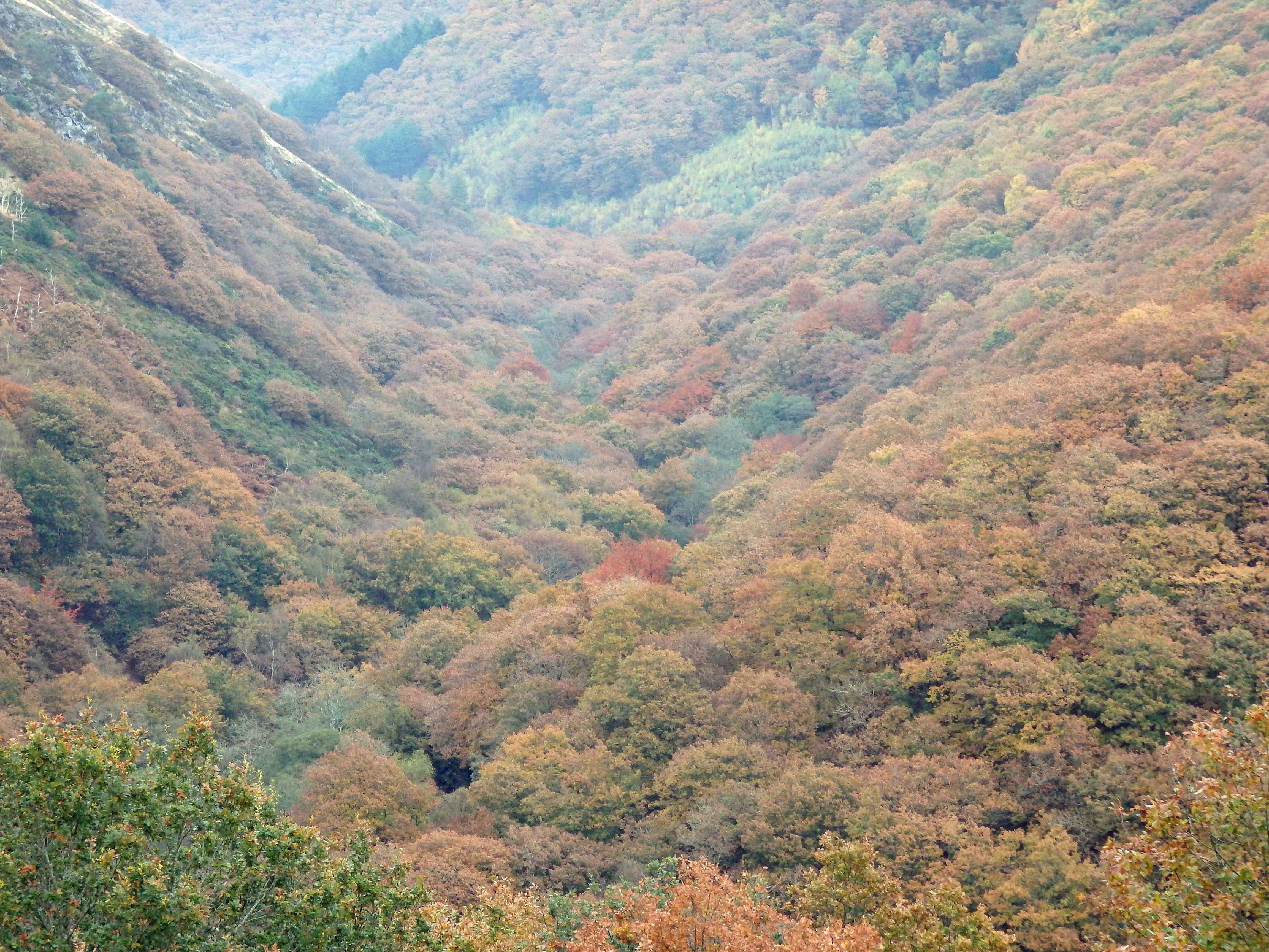 Teign gorge autumn colour