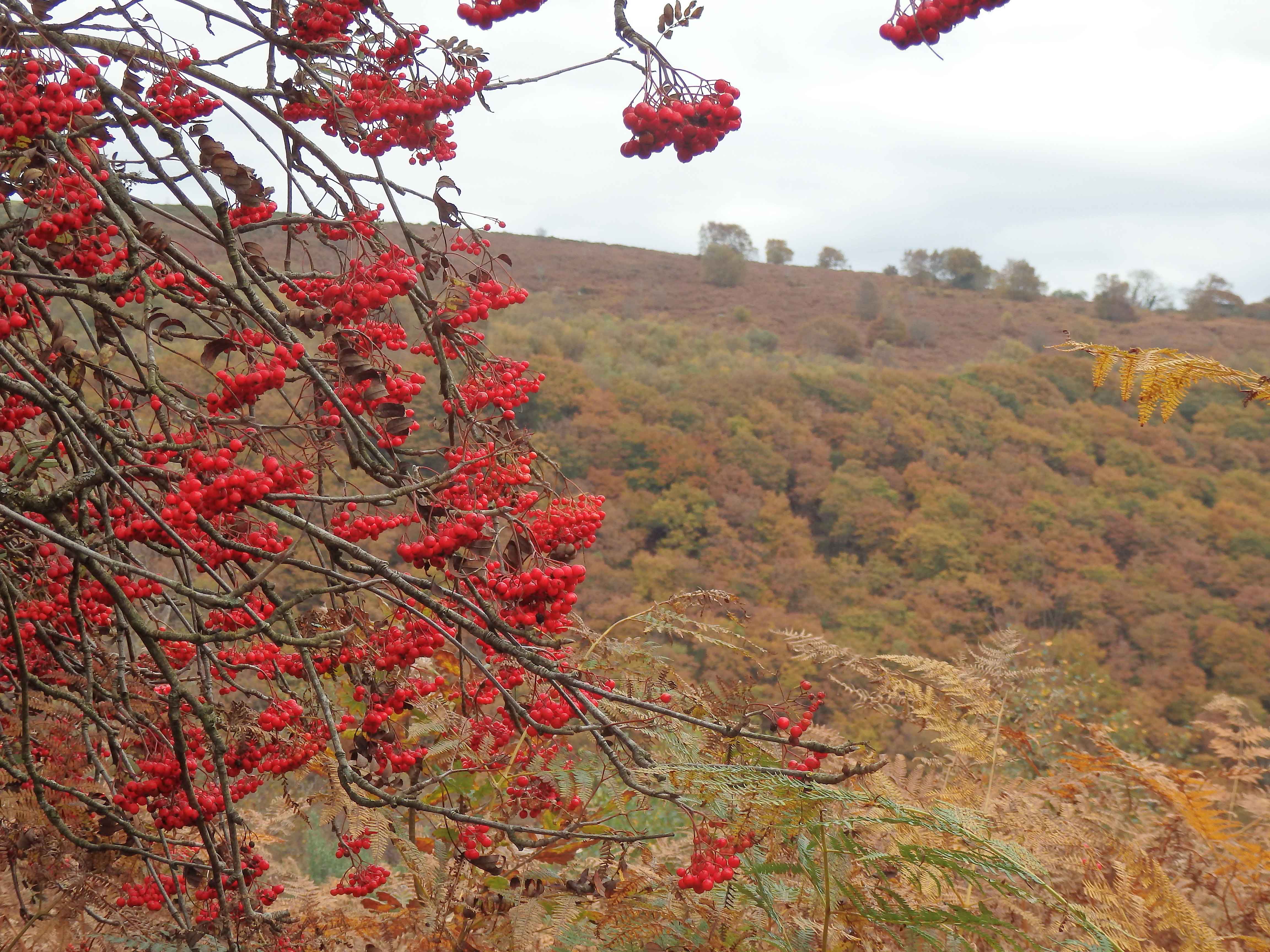 Teign gorge rowans 2