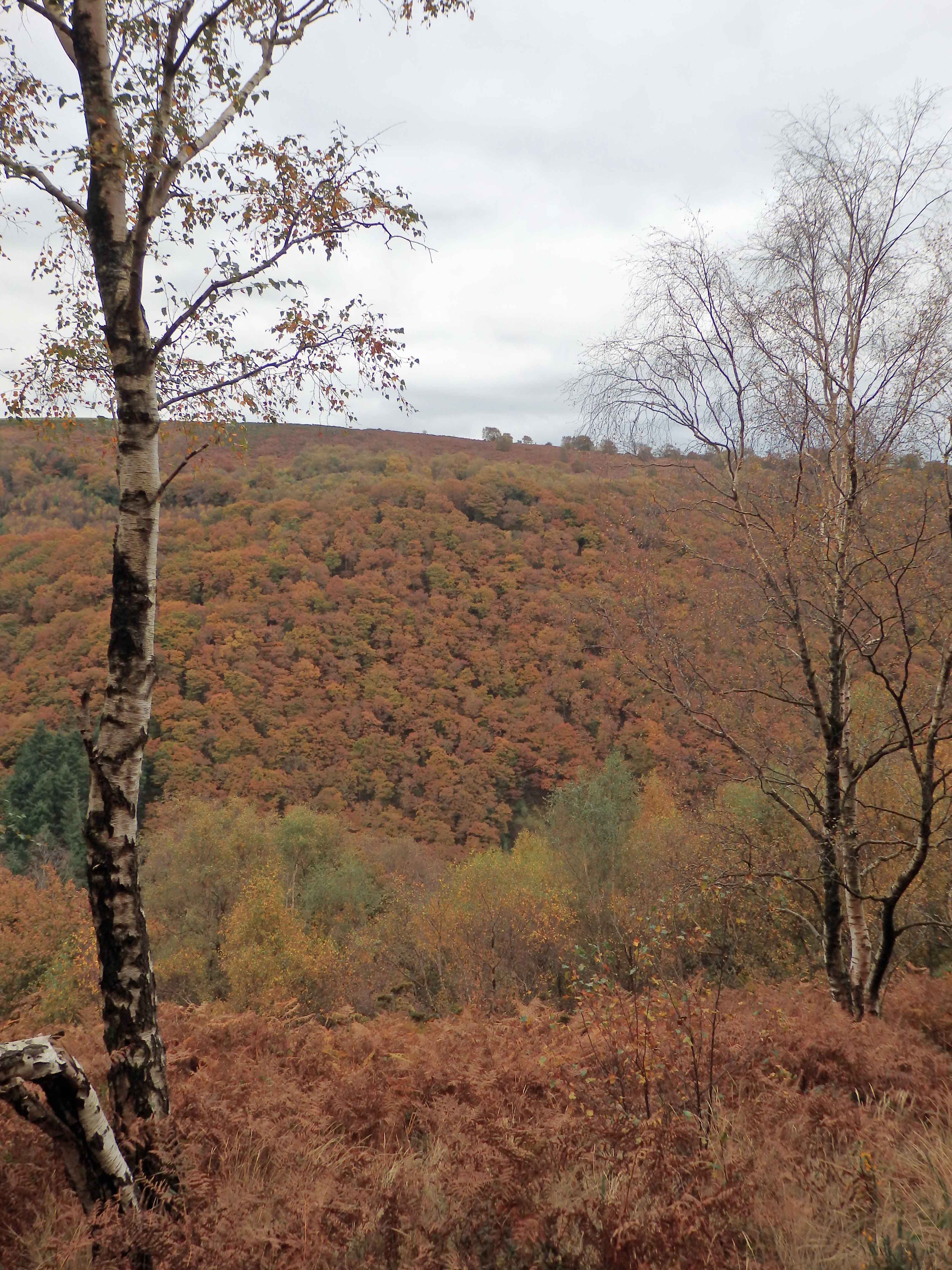 Teign gorge silver birches