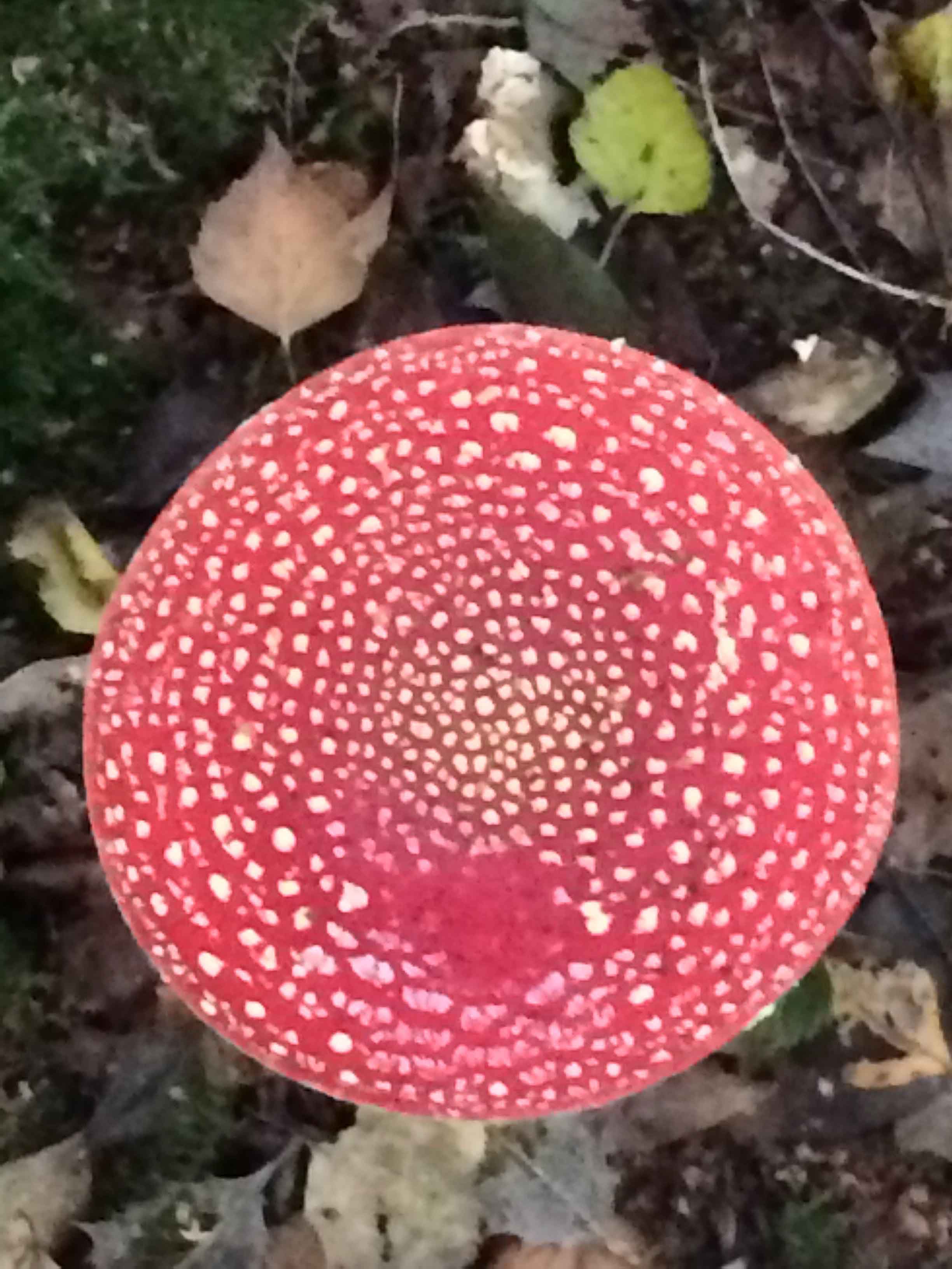 Fly agaric close-up
