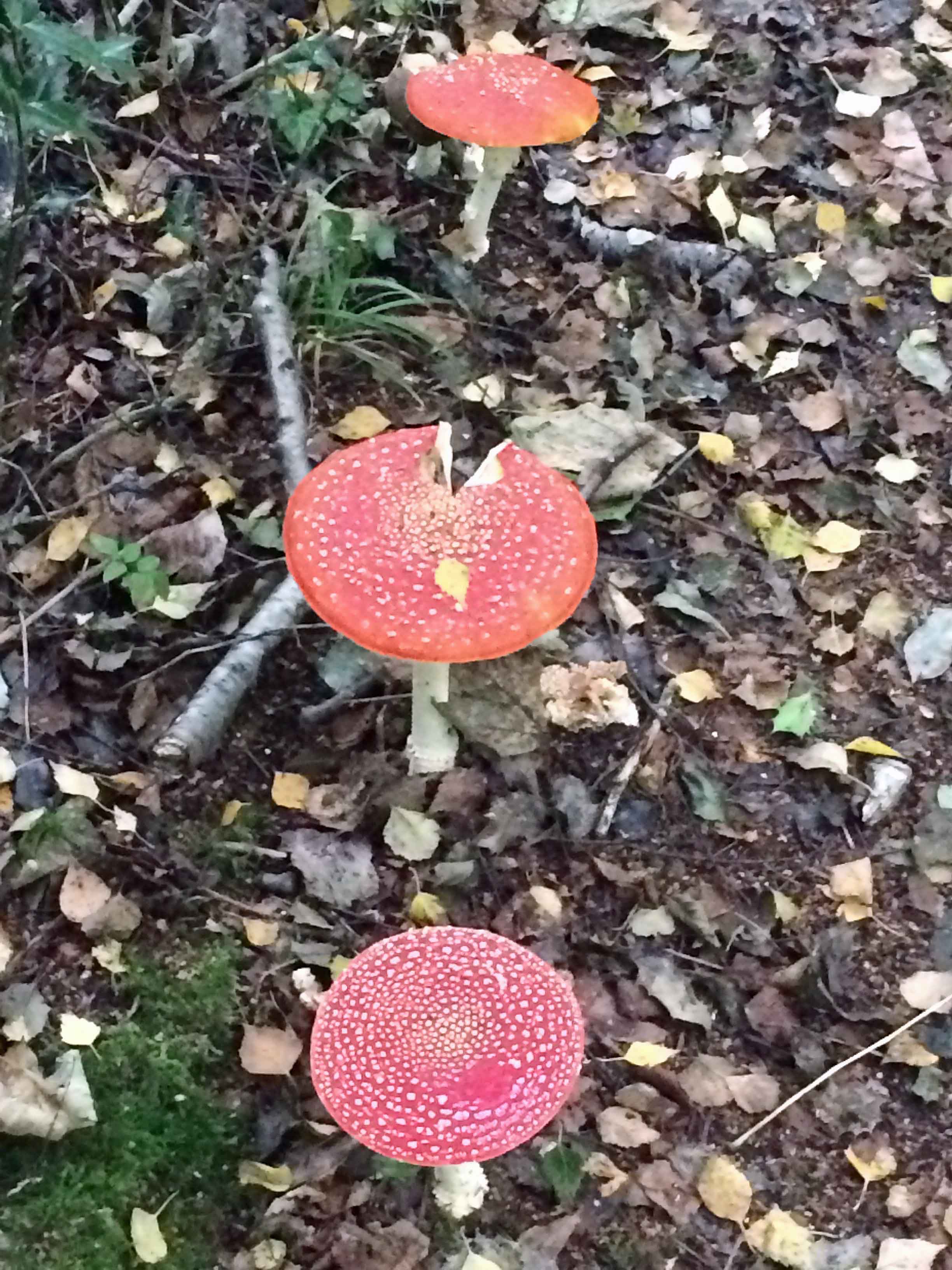 Fly agaric minus bite